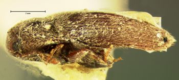 Media type: image;   Entomology 2639 Aspect: habitus lateral view